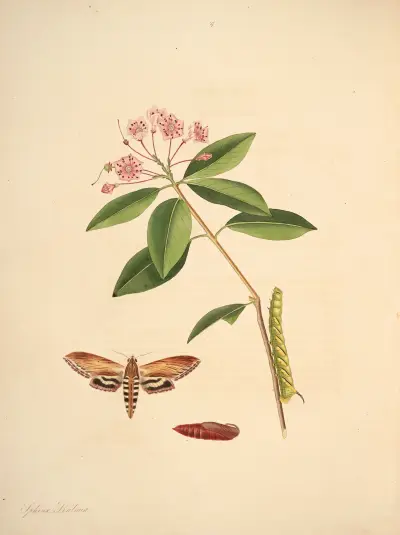 Naturgeschichte der selteneren Schmetterlingsinsekten von Georgia, Tafel 037 von James Edward Smith
