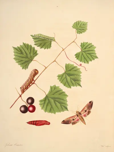 Die Naturgeschichte der selteneren Schmetterlingsinsekten von Georgia Taf. 041 von James Edward Smith