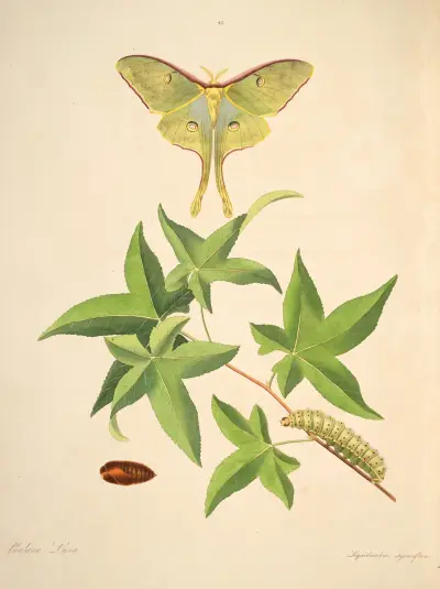 Die Naturgeschichte der selteneren Schmetterlingsinsekten von Georgia, Tafel 048 von James Edward Smith