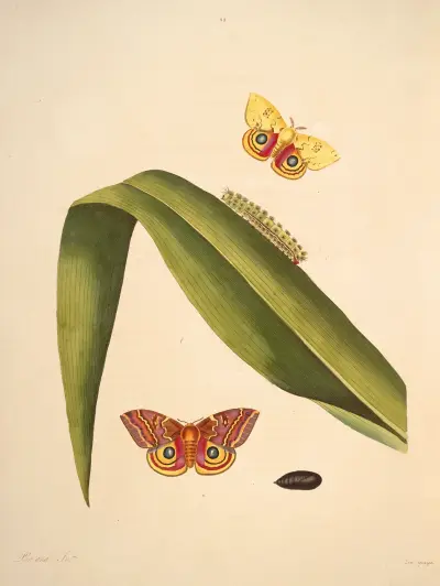 The natural history of the rarer lepidopterous insects of Georgia Pl.049 av James Edward Smith