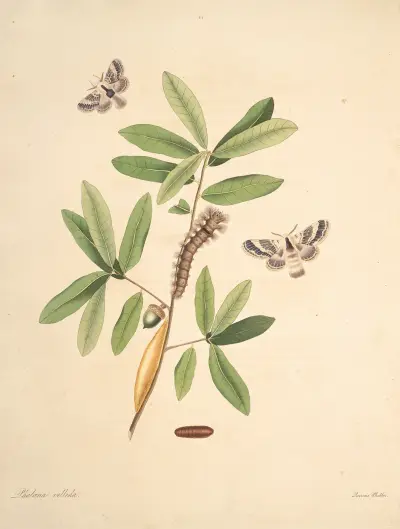 Die Naturgeschichte der selteneren Schmetterlingsinsekten Georgias, Tafel 052 von James Edward Smith