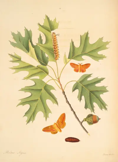 Naturalna historia rzadszych motyli z Georgii, plansza 056, James Edward Smith