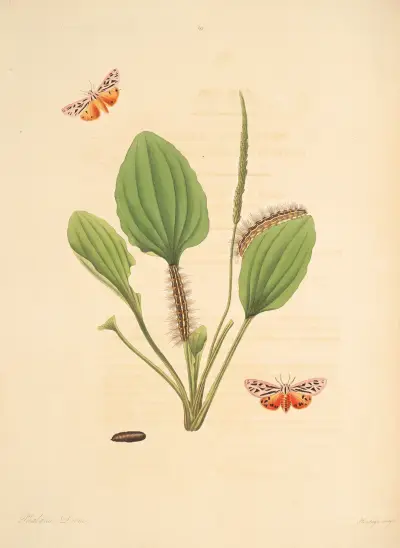 Die Naturgeschichte der selteneren Schmetterlingsinsekten von Georgia, Tafel 63 von James Edward Smith