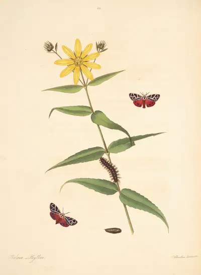 Die Naturgeschichte der selteneren Schmetterlingsinsekten von Georgia Taf. 064 von James Edward Smith