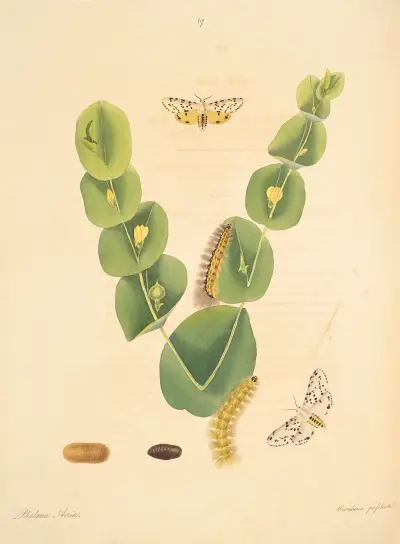 Die Naturgeschichte der selteneren Schmetterlingsinsekten von Georgia Taf. 067 von James Edward Smith