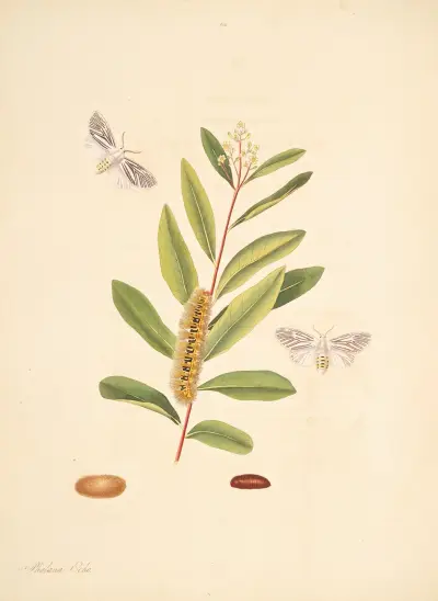 Die Naturgeschichte der selteneren Schmetterlingsinsekten von Georgia Pl. 068 von James Edward Smith