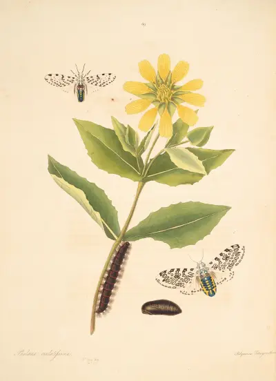 Historia naturalna rzadszych motyli z Georgii, tabl. 069, James Edward Smith