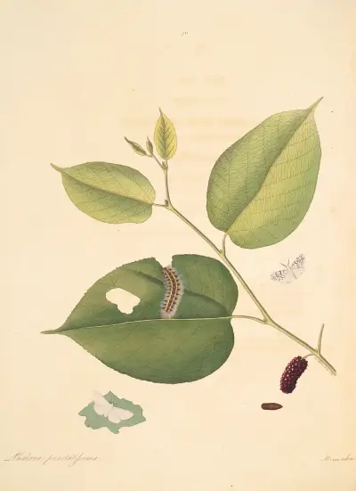 Naturalhistorien om de rarare lepidoptererna i Georgia, plansch 070 av James Edward Smith