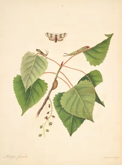 Historia naturalna rzadszych motyli Georgii, tabl. 071, James Edward Smith