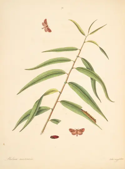 Die Naturgeschichte der selteneren Schmetterlingsinselten von Georgia Taf. 072 von James Edward Smith