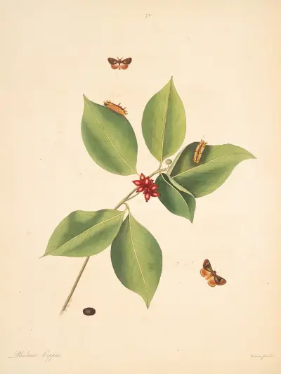 The natural history of the rarer lepidopterous insects of Georgia Pl.073 av James Edward Smith