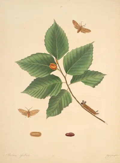 The natural history of the rarer lepidopterous insects of Georgia Pl.075, James Edward Smith