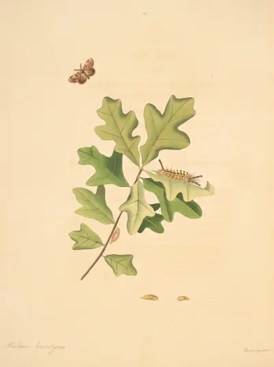 The natural history of the rarer lepidopterous insects of Georgia Pl.079 av James Edward Smith