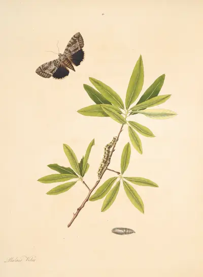 Naturalhistorien över sällsynta fjärilar från Georgia, plansch 091 av James Edward Smith