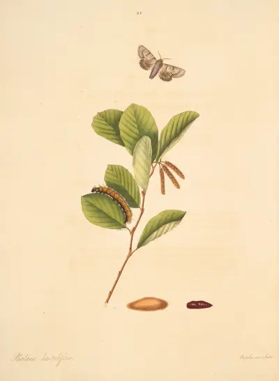 The Natural History of the Rarer Lepidopterous Insects of Georgia, tabl. 092, James Edward Smith