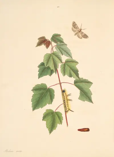 Historia naturalna rzadszych owadów łuskoskrzydłych Georgii, tabl. 093, James Edward Smith