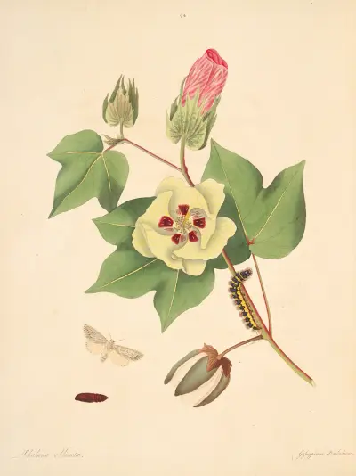 The natural history of the rarer lepidopterous insects of Georgia Pl.094, James Edward Smith