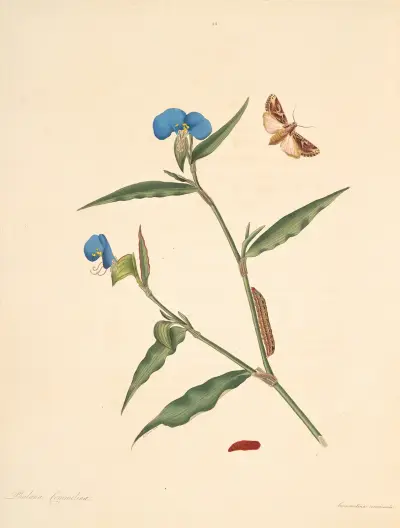 The natural history of the rarer lepidopterous insects of Georgia Pl.095 av James Edward Smith