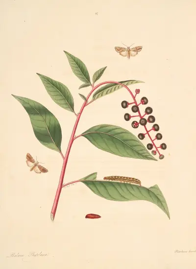 Historia naturalna rzadszych motyli z Georgii, tabl. 097, James Edward Smith