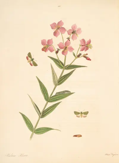 The Natural History of the Rarer Lepidopterous Insects of Georgia Pl. 100, James Edward Smith