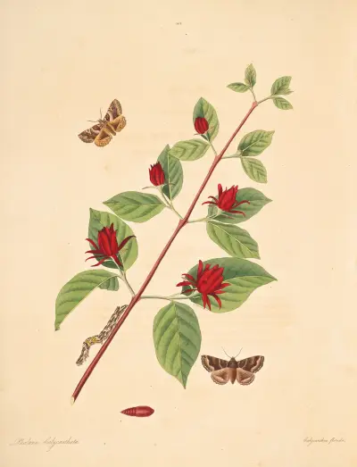 The natural history of the rarer lepidopterous insects of Georgia Pl.104 av James Edward Smith