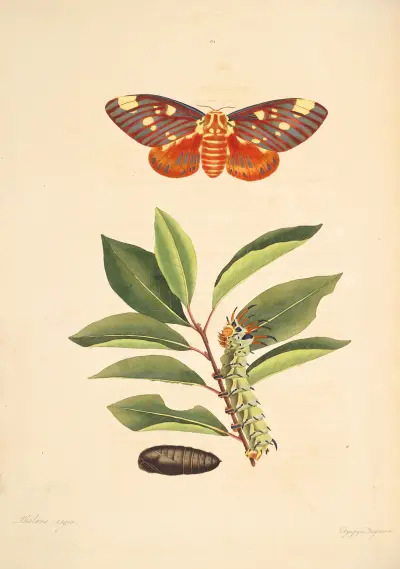 The natural history of the rarer lepidopterous insects of Georgia Pl.061 av James Edward Smith