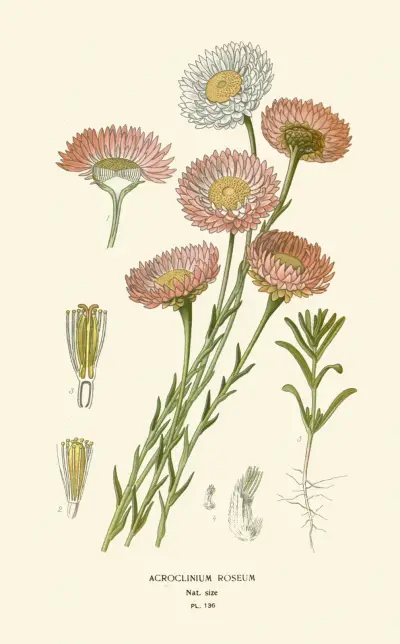 Acroclinium Roseum av Edward Step