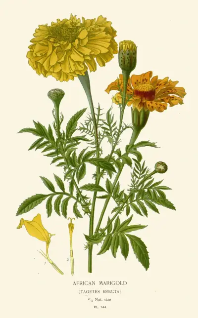 Afrikansk sammetsblomma av Edward Step