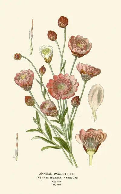 Annual Immortelle av Edward Step