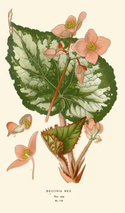 Begonia Rex av Edward Step