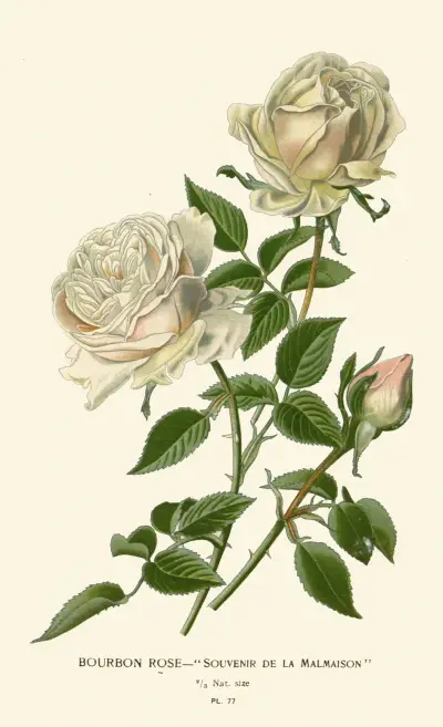 Bourbon Rose – Souvenir de la Malmaison av Edward Step