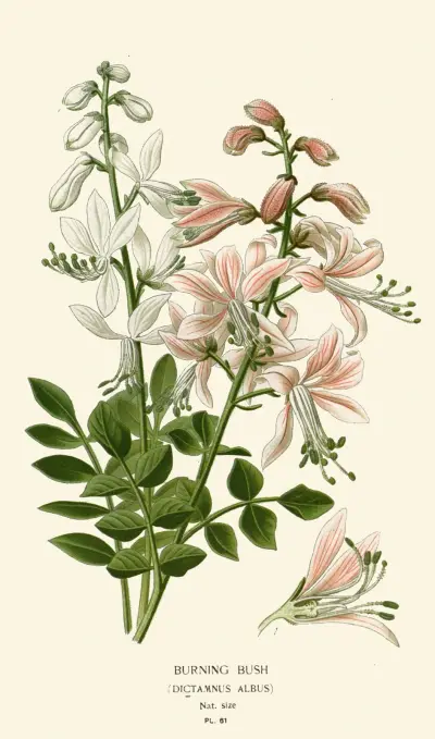 Brennender Busch von Edward Step