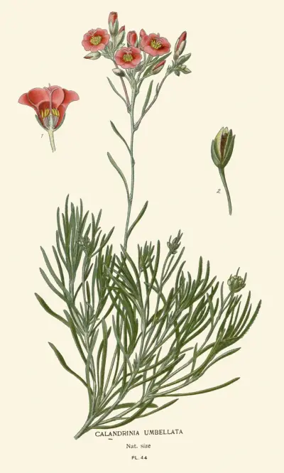 Calandrinia umbellata von Edward Step
