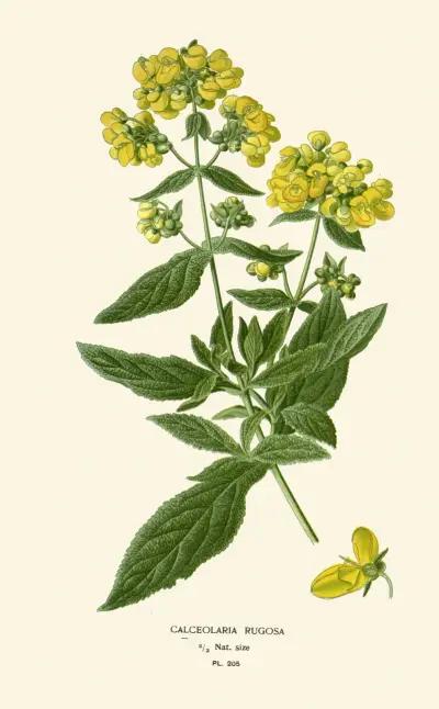 Calceolaria Rugosa von Edward Step
