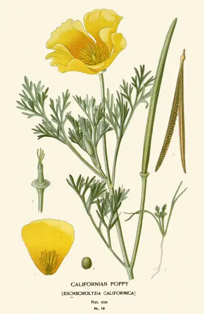 Kalifornisk vallmo av Edward Step