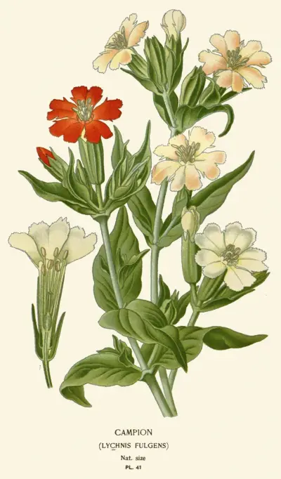 Campion av Edward Step