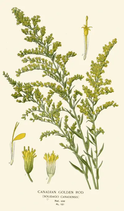 Kanadische Goldrute von Edward Step