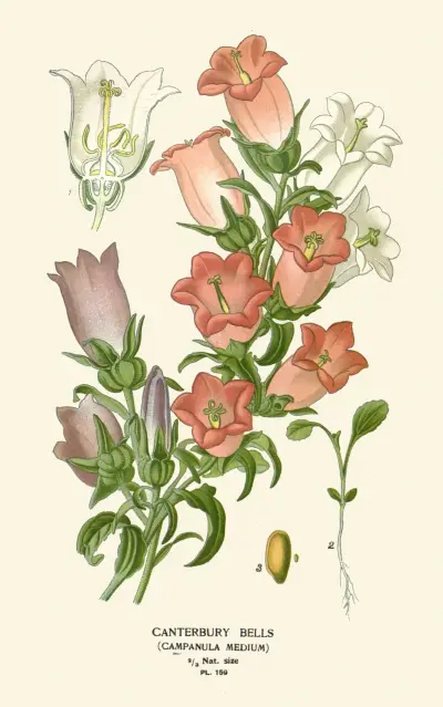 Canterbury-Glockenblumen von Edward Step