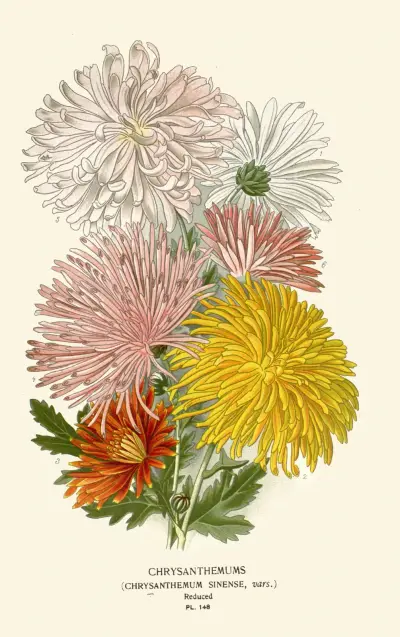Chrysanthemums av Edward Step