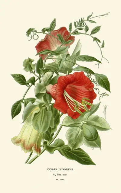 Cobaea scandens, Edward Step