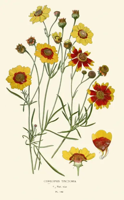Coreopsis Tinctoria av Edward Step