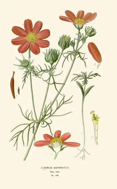 Cosmos Bipinnatus av Edward Step