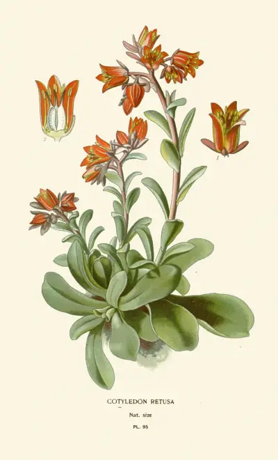 Cotyledon Retusa von Edward Step