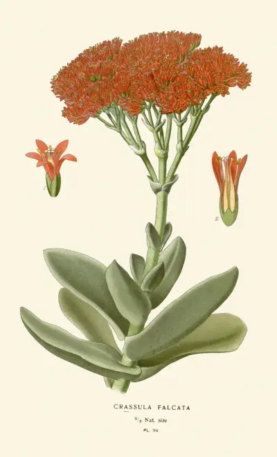 Crassula Falcata, Edward Step