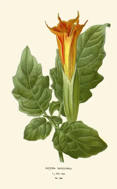 Datura Sanguinea, Edward Step
