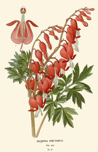 Dicentra Spectabilis av Edward Step