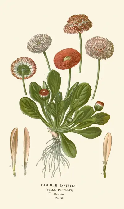 Gefüllte Gänseblümchen von Edward Step