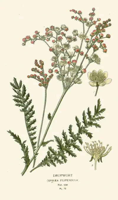 Dropwort av Edward Step