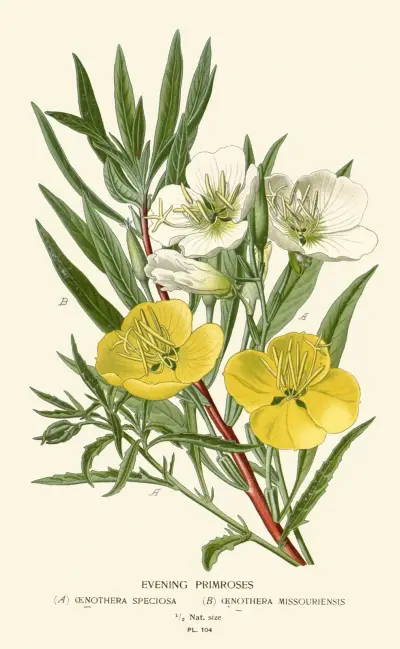 Nachtkerzen von Edward Step