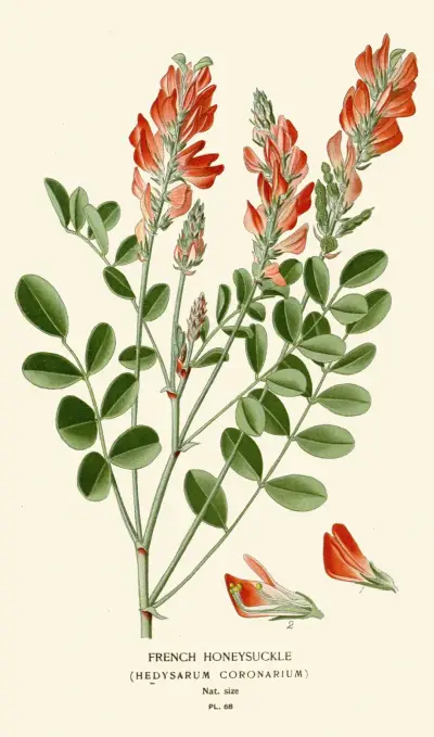 French Honeysuckle av Edward Step
